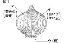 細胞の観察