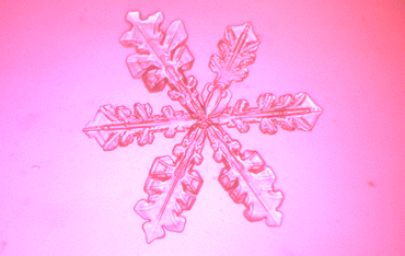 樹枝状雪結晶 大雪山自然教育研究施設 樹枝状雪結晶 大雪山自然教育研究施設